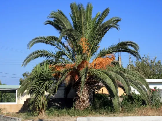 Palma pianta varietà