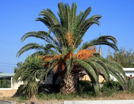Palma pianta varietà