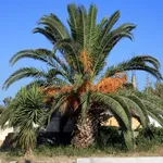 Palma pianta varietà