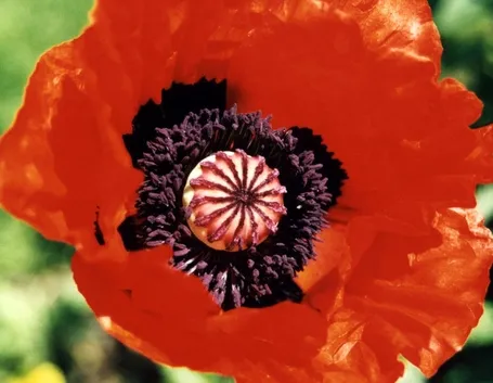 Fiore papavero oppio