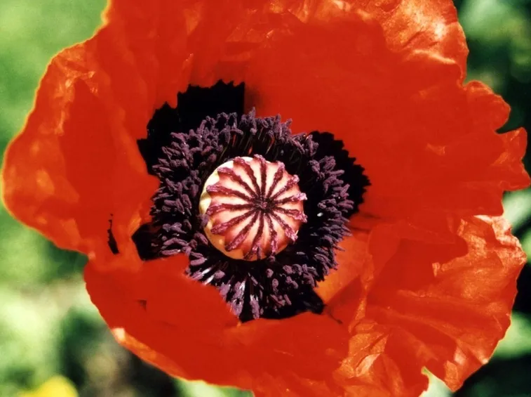 Fiore papavero oppio