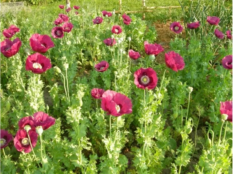Papaveri oppio giardino