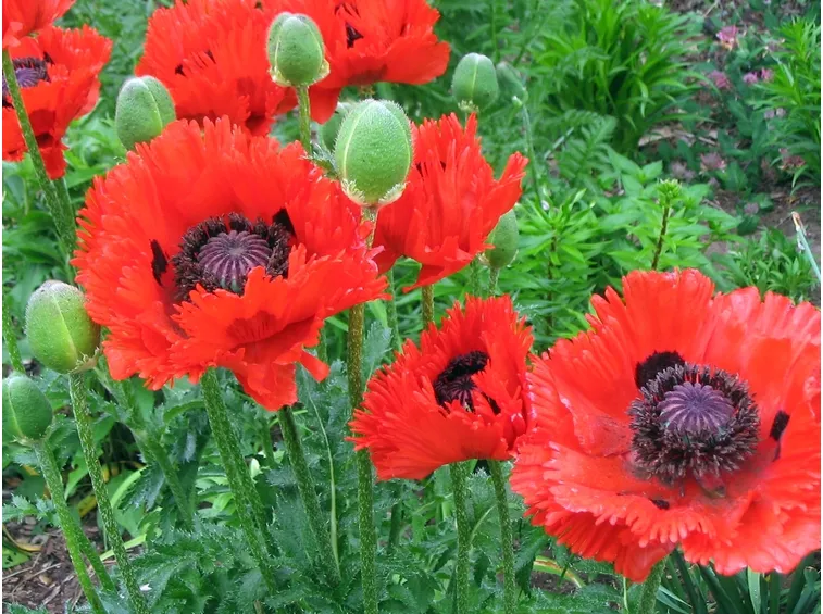 piante giardino fertilizzazione