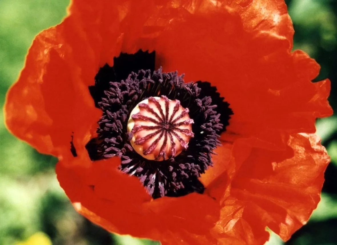 Fiore papavero oppio