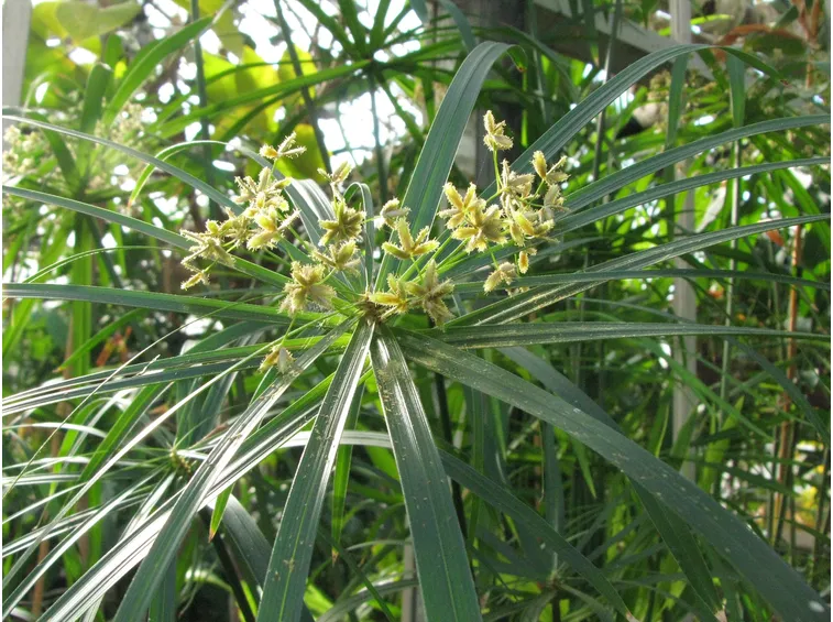 Infiorescenze della pianta di Papiro