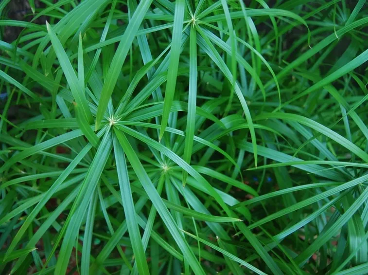 Fogliame di Papiro pianta acquatica
