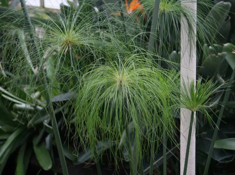 Varietà di Cyperus papyrus