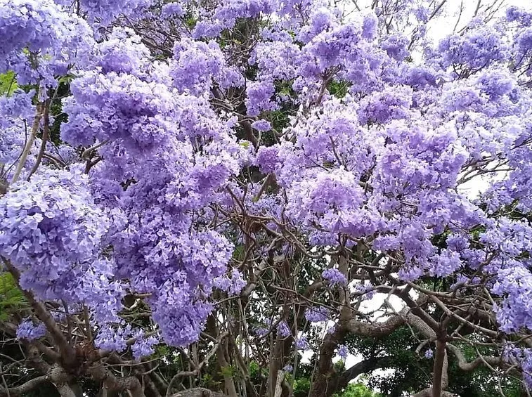 Fiori albero paulonia