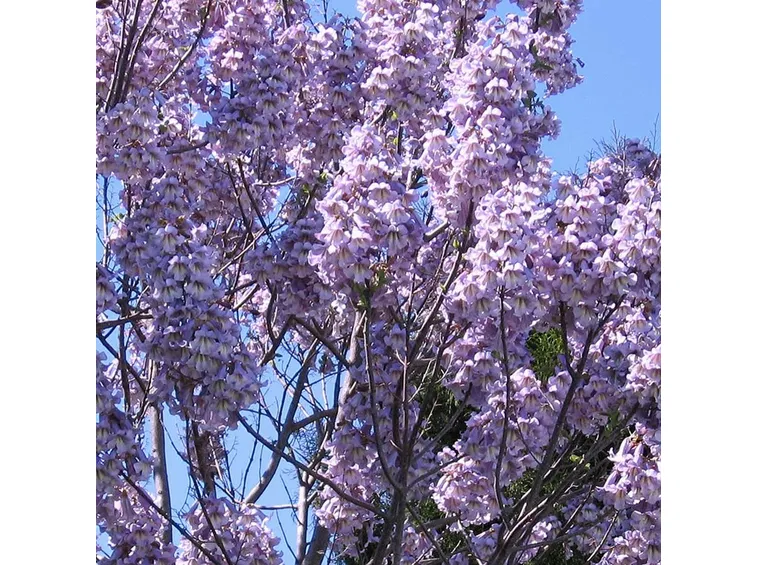 Paulonia