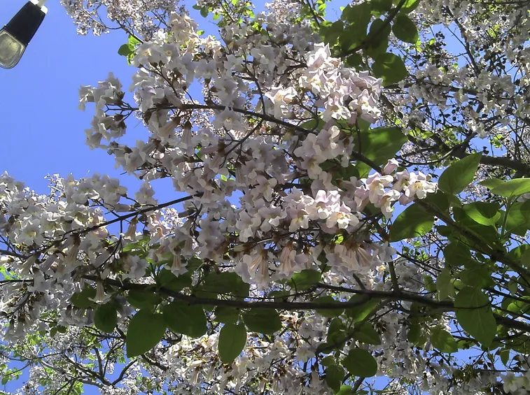 Fioritura pianta ornamentale giardino