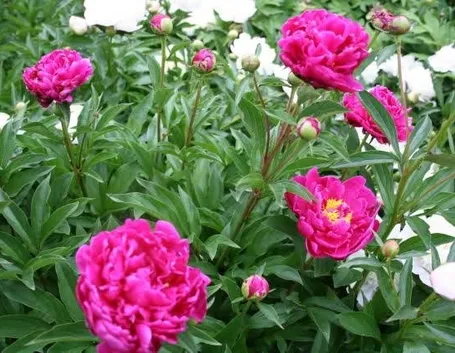Tipica peonia arbustiva