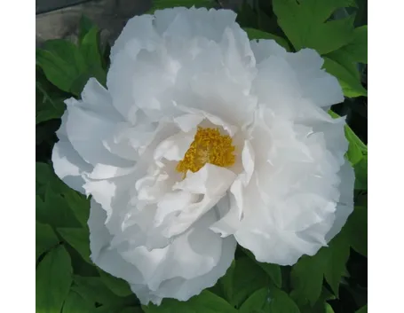 peonia bianca particolare fiore