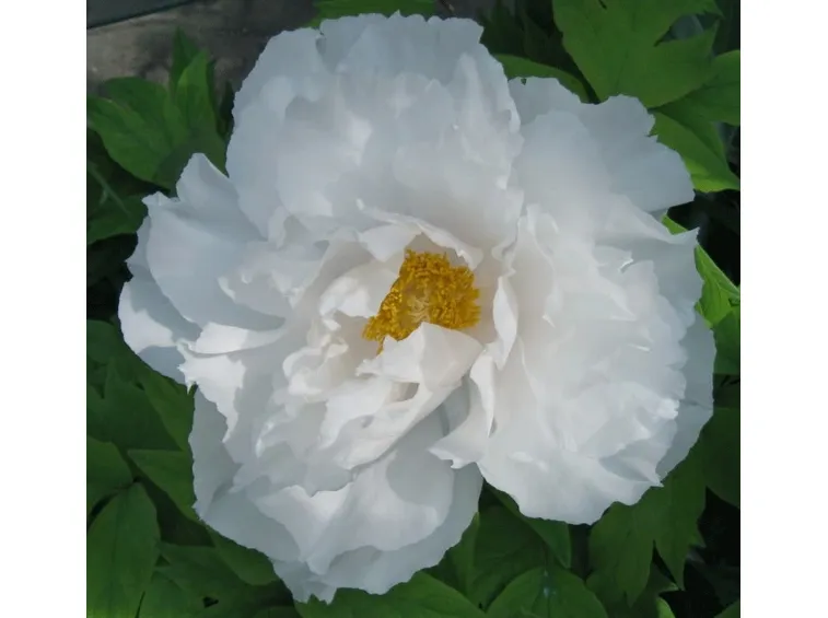 peonia bianca particolare fiore