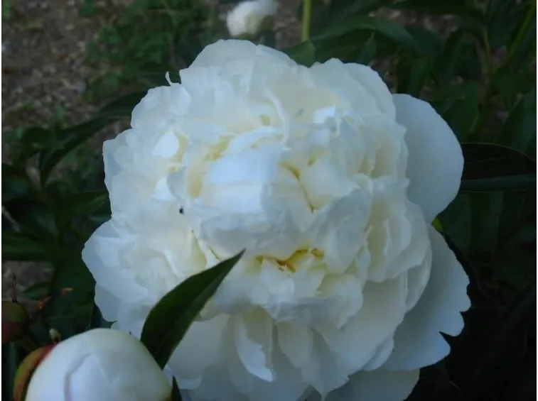peonie bianche coltivate in giardino
