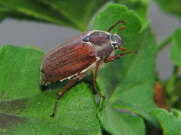 maggiolino