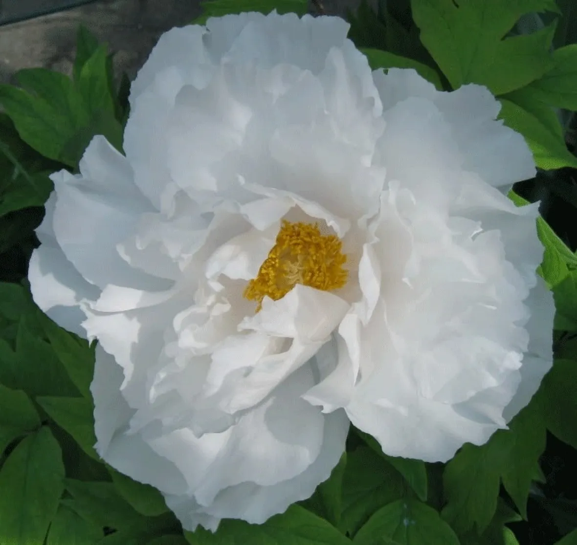 peonia bianca particolare fiore