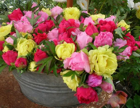 Peonia erbacea fiorita