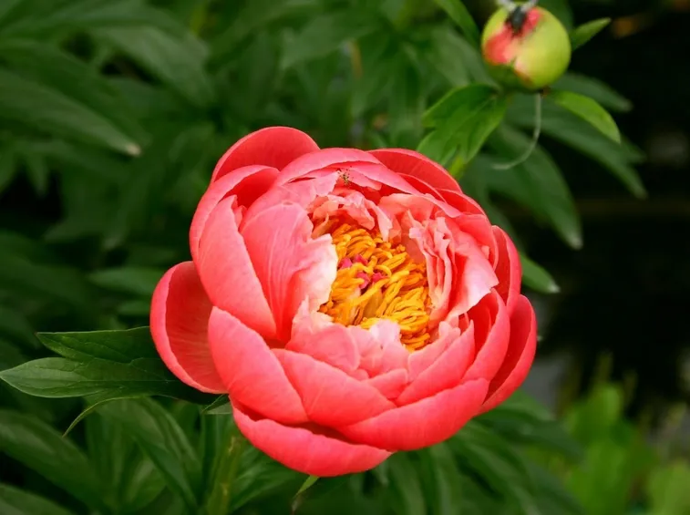 Peonia erbacea Coral Charm