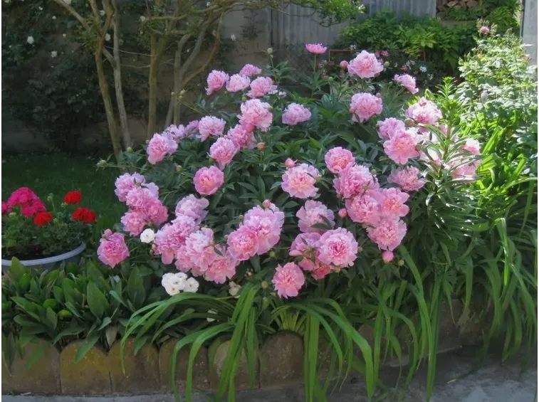 Peonie coltivate in vaso