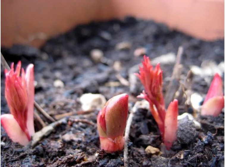 Peonie erbacee in coltivazione