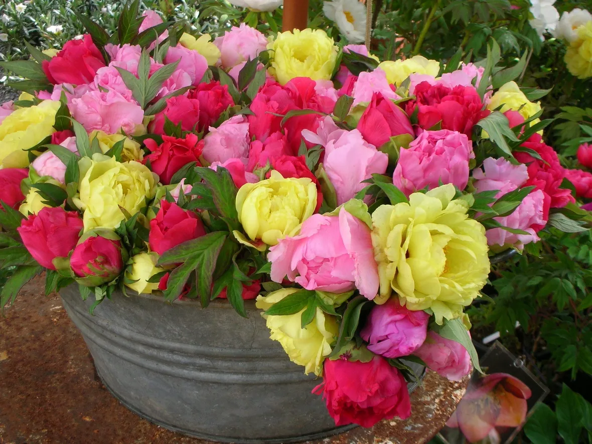 Peonia erbacea fiorita
