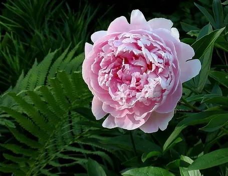 Un bel cespuglio di paeonia lactiflora