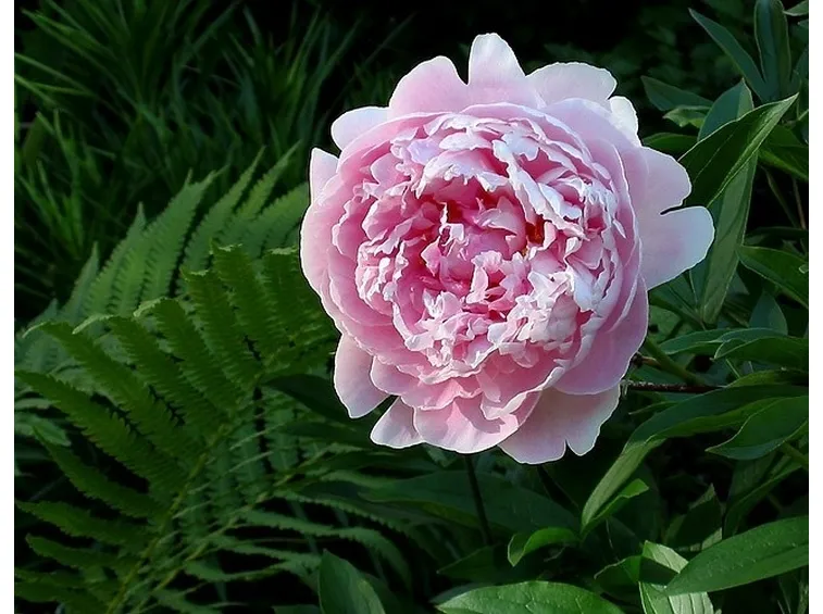 Un bel cespuglio di paeonia lactiflora