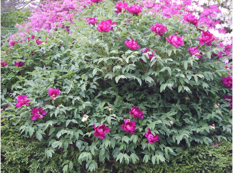 Un bellissimo esemplare di paeonia suffrutticosa