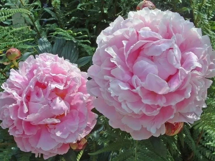 Bellissimi fiori rosa di paeonia