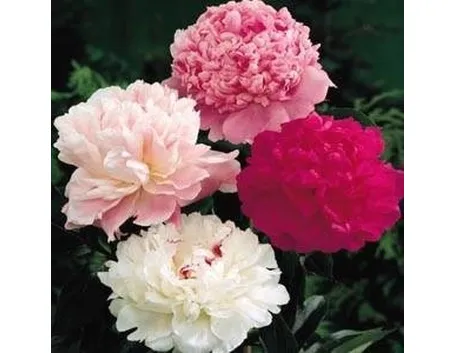 fiori peonia