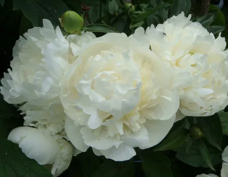 Bellissima peonia bianca