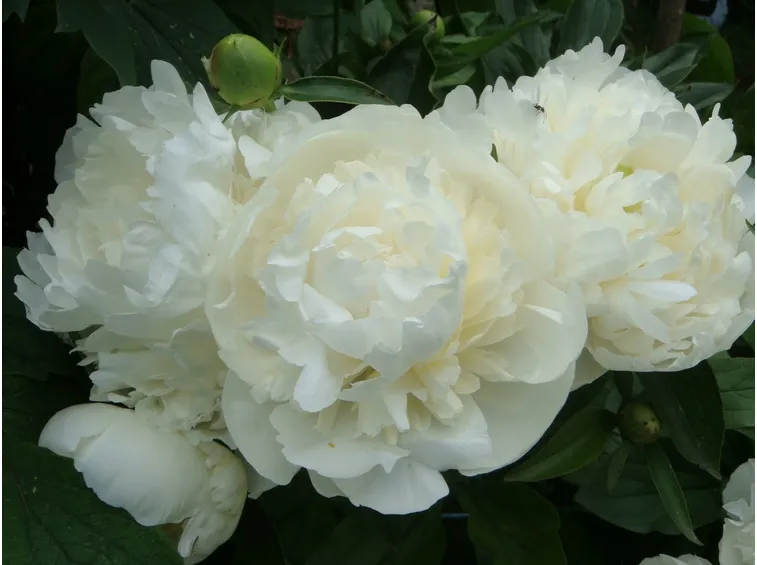 Bellissima peonia bianca