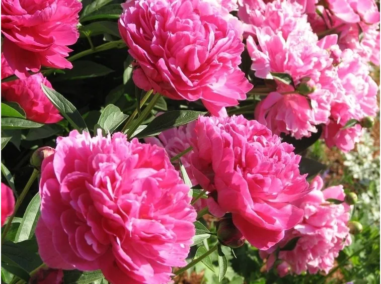 Bellissime peonie rosa