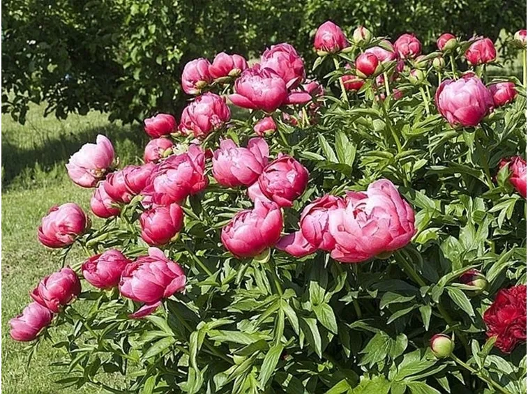Cespuglio di peonie