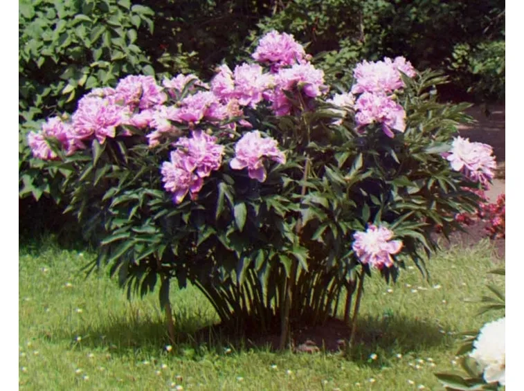 Piante di peonia in fiore