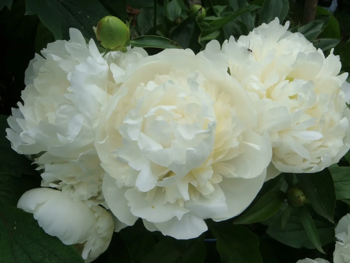 Bellissima peonia bianca