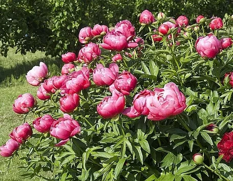 Cespuglio in fiore di Peonie