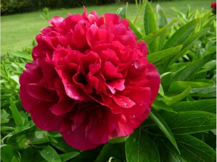 Fiore doppio di Peonia