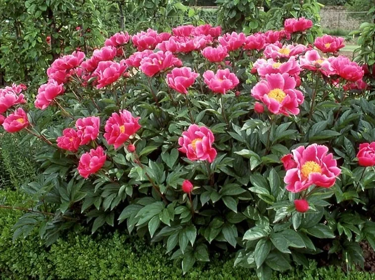 Fogliame e fiori di Peonie erbacee