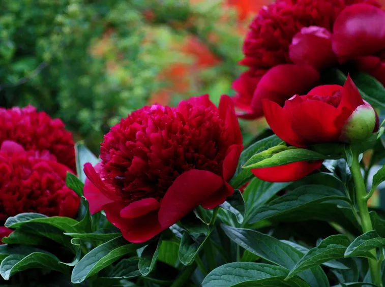 Fiori rossi di Peonia