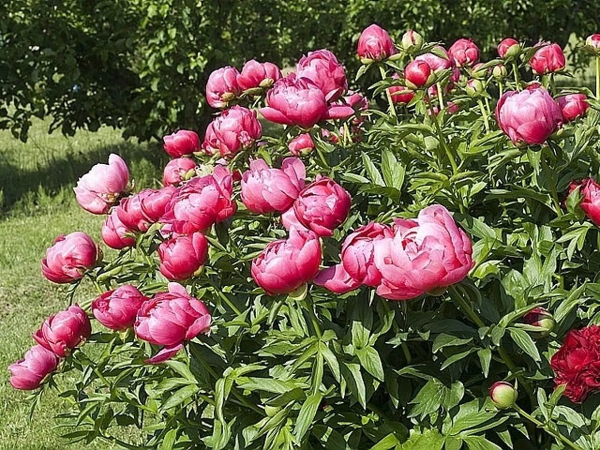 Cespuglio in fiore di Peonie