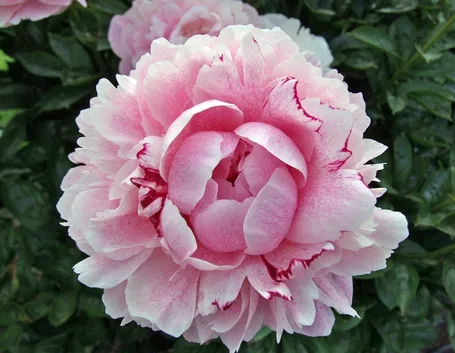 Peonia Lactiflora