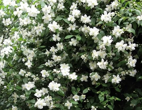 Fiori e foglie di Philadelphus