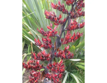 Fiori di phormium tenax