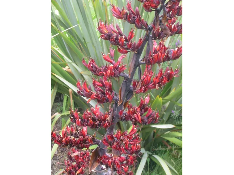 Fiori di phormium tenax
