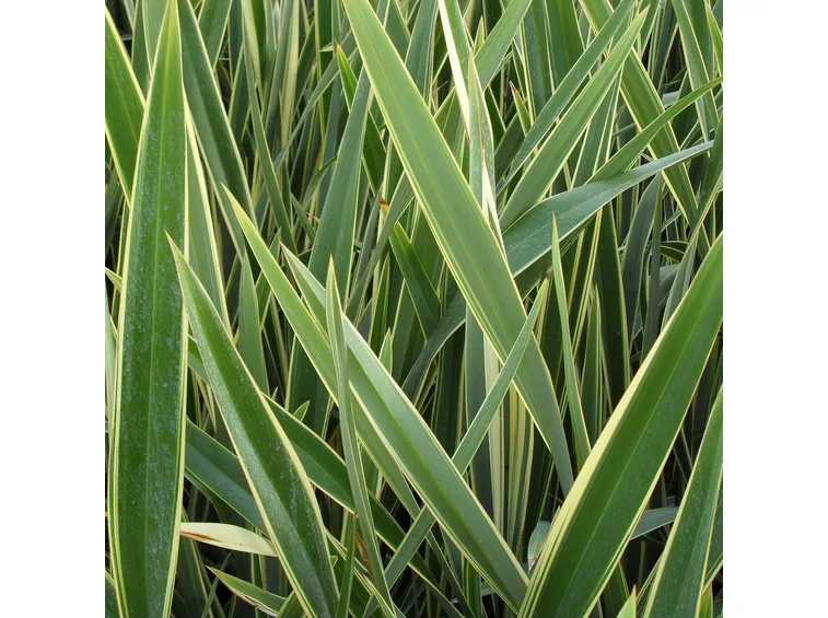 Foglie di phormium tenax