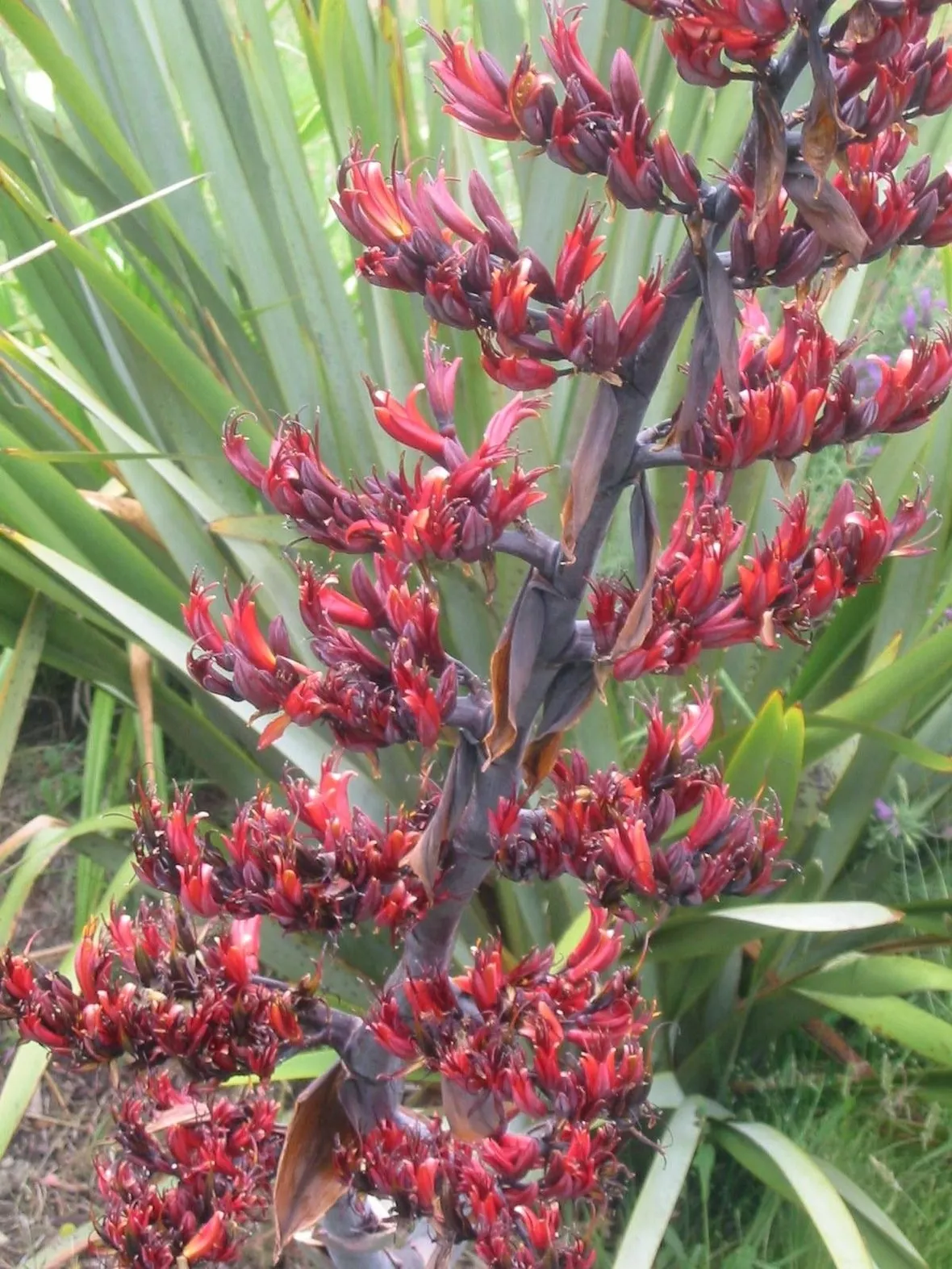 Fiori di phormium tenax