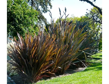 Esemplari adulti di phormium