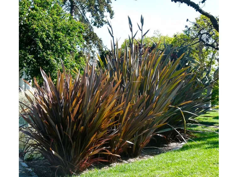 Esemplari adulti di phormium