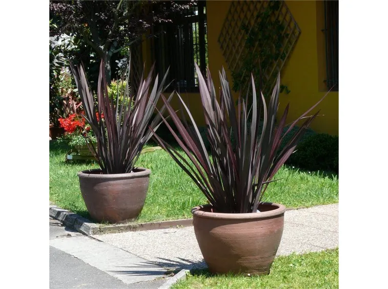 Due esemplari di phormium in vaso
